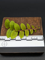 Marcgravia rectiflora [10-leaf cutting]