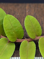 Marcgravia rectiflora [10-leaf cutting]