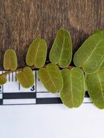 Marcgravia umbellata type 2 [10-leaf cutting]