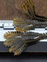 Selaginella sp. Amber Sumatra [cutting]