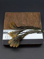 Selaginella sp. Amber Sumatra [cutting]
