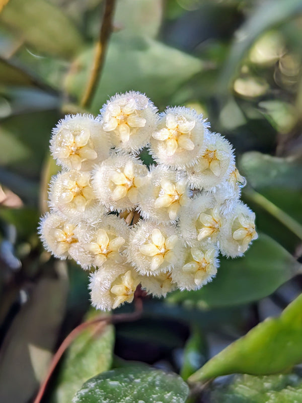 Hoya lacunosa [cutting]