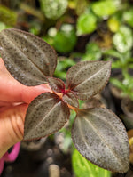 Arthrostemma parvifolium [cutting]