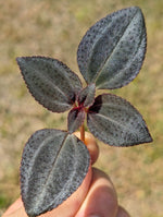 Arthrostemma parvifolium [cutting]