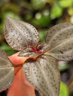 Arthrostemma parvifolium [cutting]