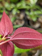 Arthrostemma parvifolium [cutting]