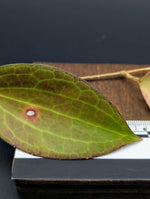 Hoya nicolsoniae [cutting]