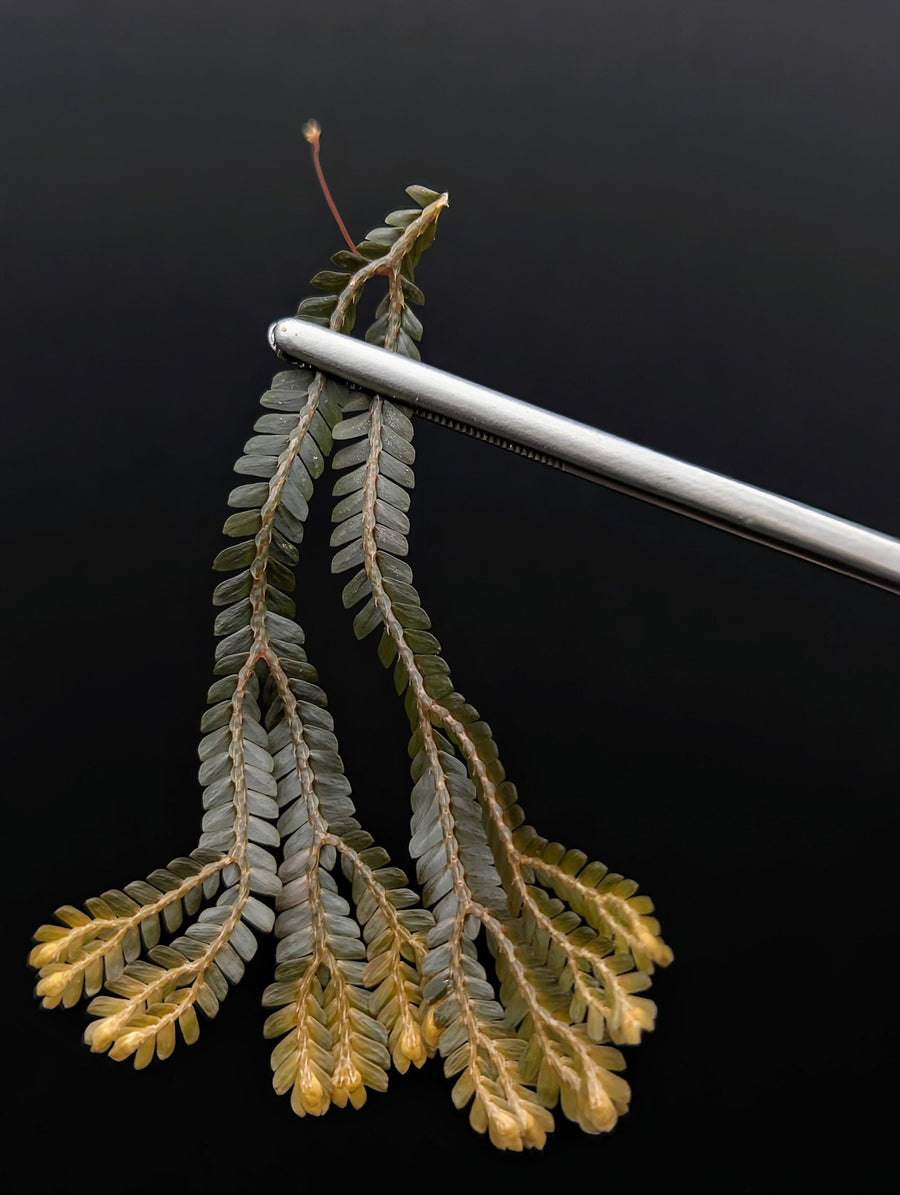 Selaginella sp. Amber Sumatra [cutting]