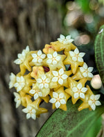 Hoya nicolsoniae [cutting]