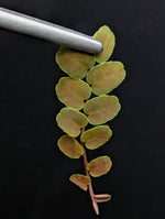 Marcgravia sp. brown peru #2 [10-leaf cutting]