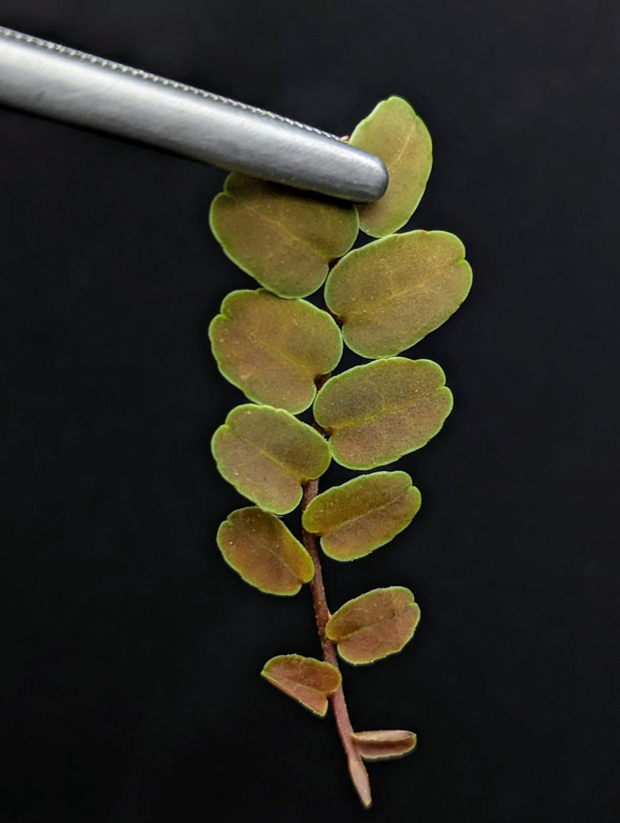 Marcgravia sp. brown peru #2 [10-leaf cutting]