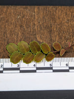 Marcgravia sp. brown peru #2 [10-leaf cutting]