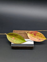 Hoya nicolsoniae [cutting]