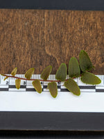 Marcgravia sp. Saint Lucia [10-leaf cutting]
