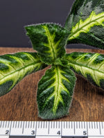 Chameranthemum igneum [cutting]
