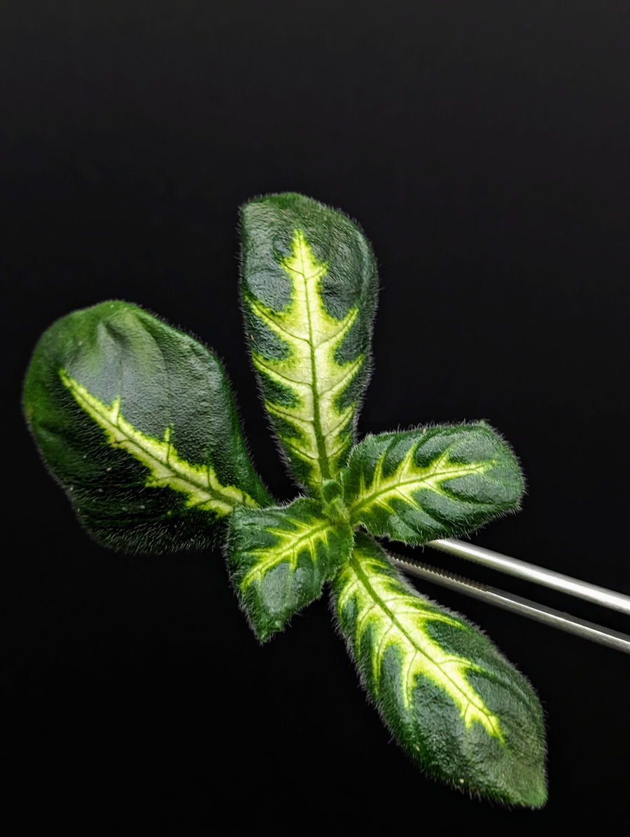 Chameranthemum igneum [cutting]