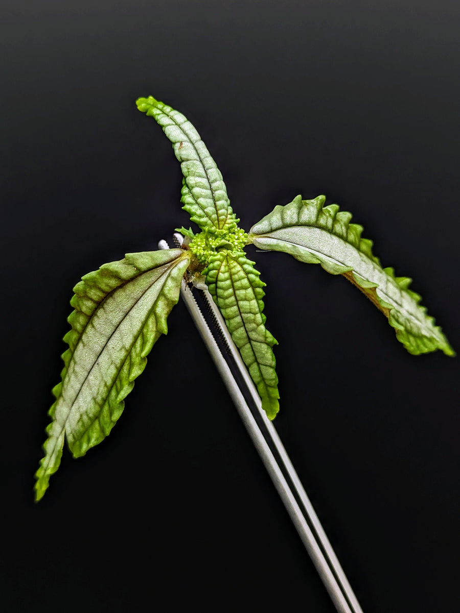 Pilea sp. chartreuse Ecuador [cutting]