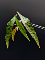 Begonia amphioxus [cutting]