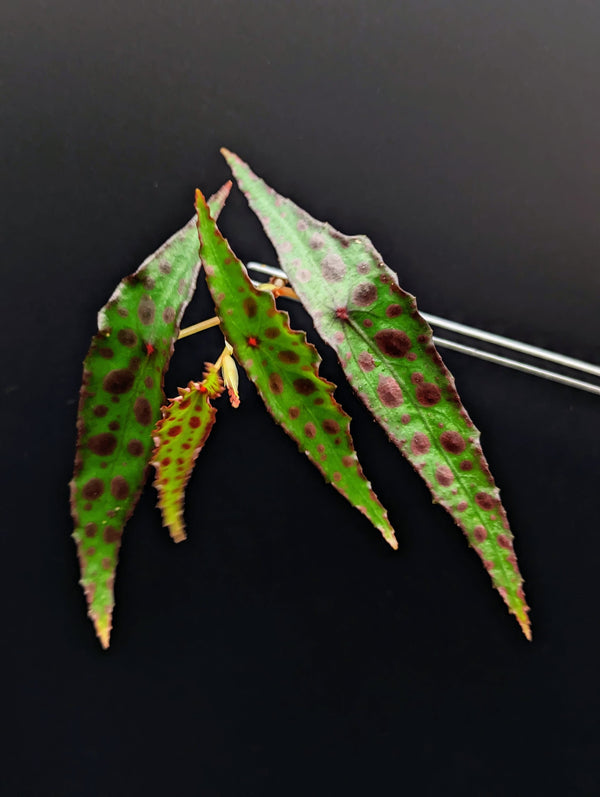 Begonia amphioxus [cutting]