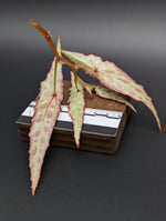 Begonia amphioxus [cutting]