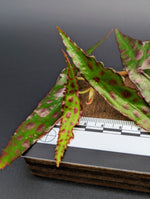Begonia amphioxus [cutting]