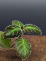 Gloxinella lindeniana [cutting]