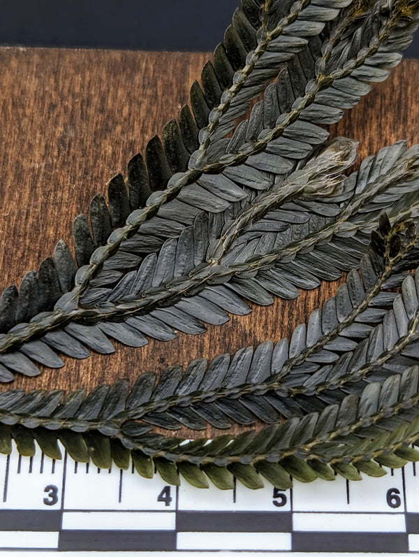 Selaginella bronze intermedia [cutting]
