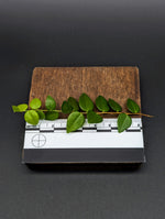Sphyrospermum buxifolium [cutting]
