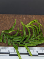 Selaginella sp. Sumatra 1 [cutting]