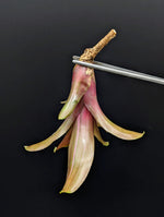 Neoregelia cv. Zoe [unrooted offset]