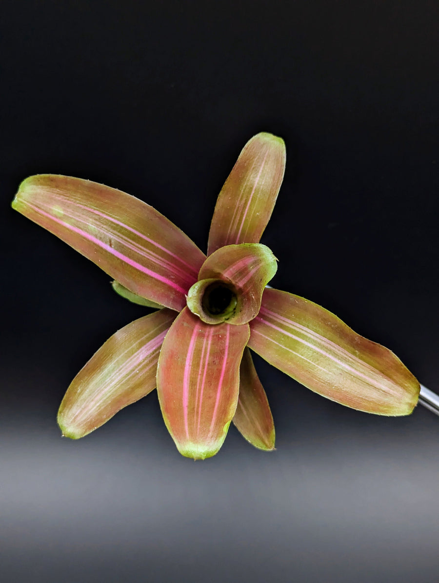 Neoregelia cv. Zoe [unrooted offset]