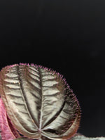 Triolena hirsuta [non-exact]