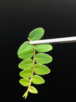 Marcgravia sp. white sinus[10-leaf cutting]