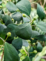 Ficus deltoidea (SYN: diversifolia) mistletoe fig [cutting]