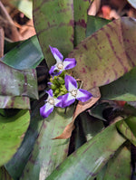 Neoregelia cv. Tiger Cub [unrooted offset]