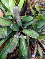 Neoregelia cv. Tiger Cub [unrooted offset]