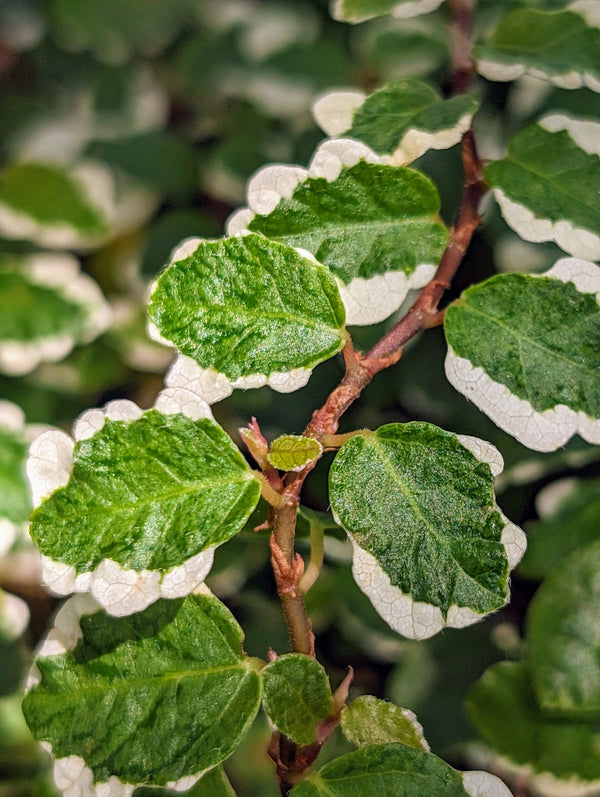 Ficus pumila minima variegated [cutting]