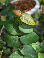 Ficus pumila wild type [cutting]