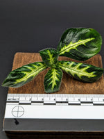 Chameranthemum igneum [cutting]