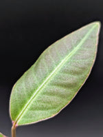 Labisia sp. silver [non-exact]