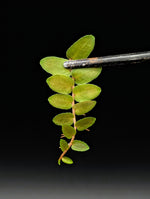Marcgravia rectiflora [10-leaf cutting]