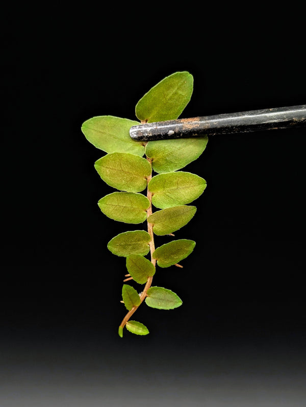 Marcgravia rectiflora [10-leaf cutting]
