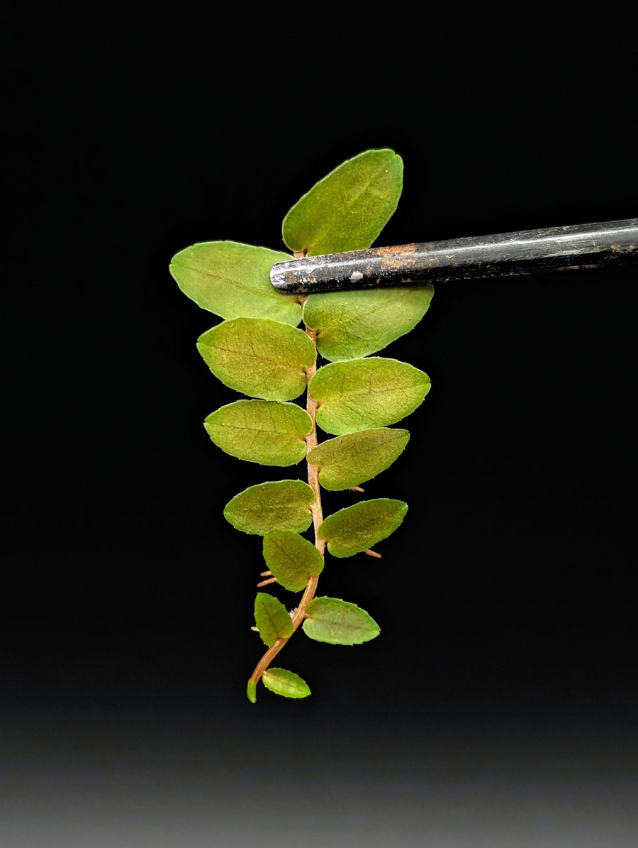 Marcgravia rectiflora [10-leaf cutting]