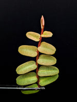 Marcgravia sintenisii [10-leaf cutting]
