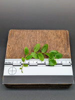 Marcgravia sp. Suriname [budget]