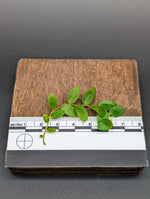 Marcgravia sp. Suriname [budget]