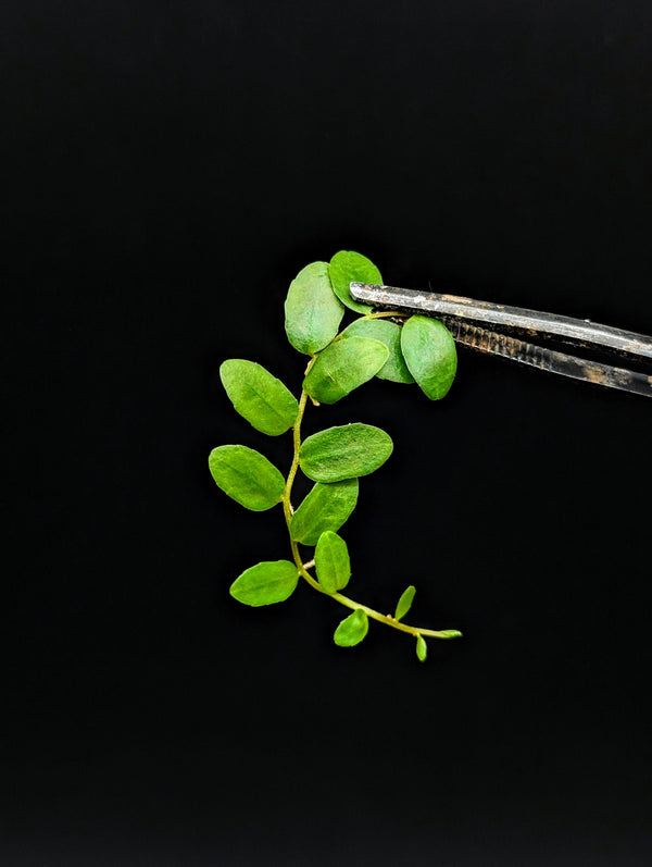 Marcgravia sp. Suriname [budget]