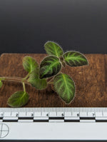 Gloxinella lindeniana [cutting]
