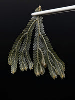 Selaginella bronze intermedia [cutting]