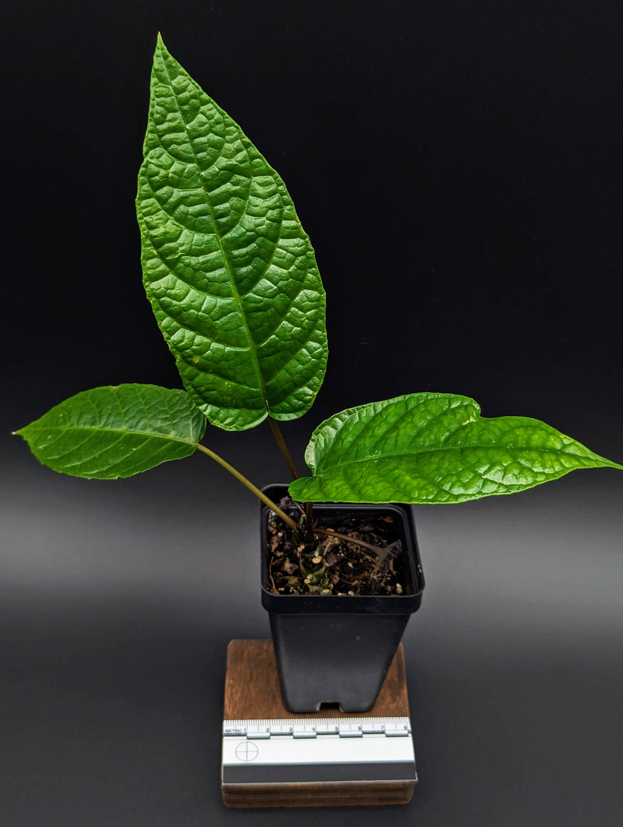 Dorstenia elata [non-exact]